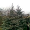 picea-extra (3)